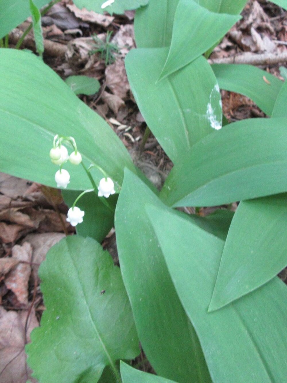 Lily of the Valley easy to grow fresh harvested pips lot of 10